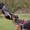 20190928 IGP-Training